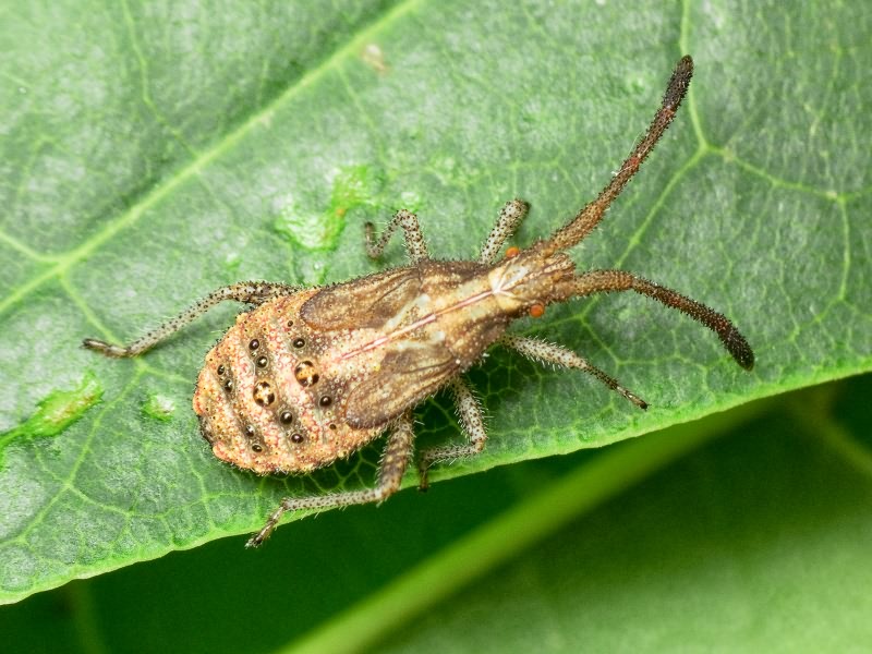 Coriomeris denticulatus (Scopoli, 1763)